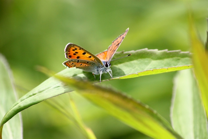 Lycaena dispar e altri licenidi.